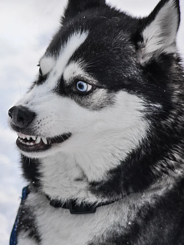 Siberian Husky