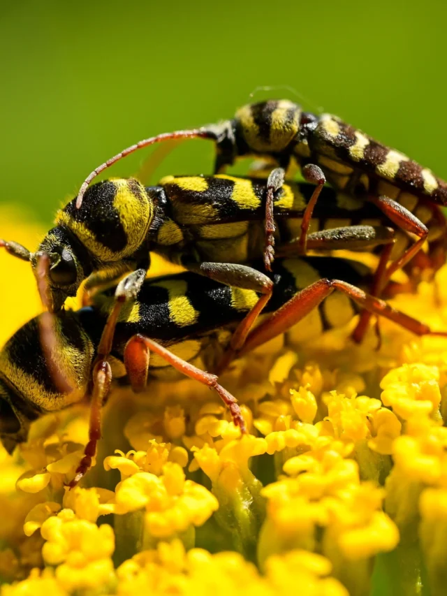 it is not common for animals to eat their counterparts after mating, there are a few instances in the animal kingdom where this behavior has been observed