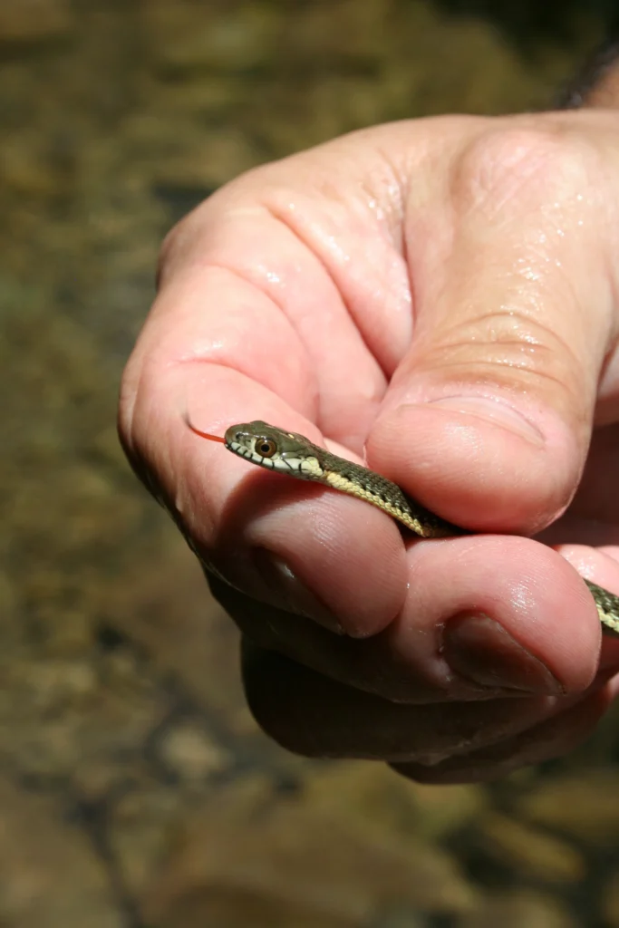 AMEZING FACTS ABOUT GARTER SNAKE - stories & blog