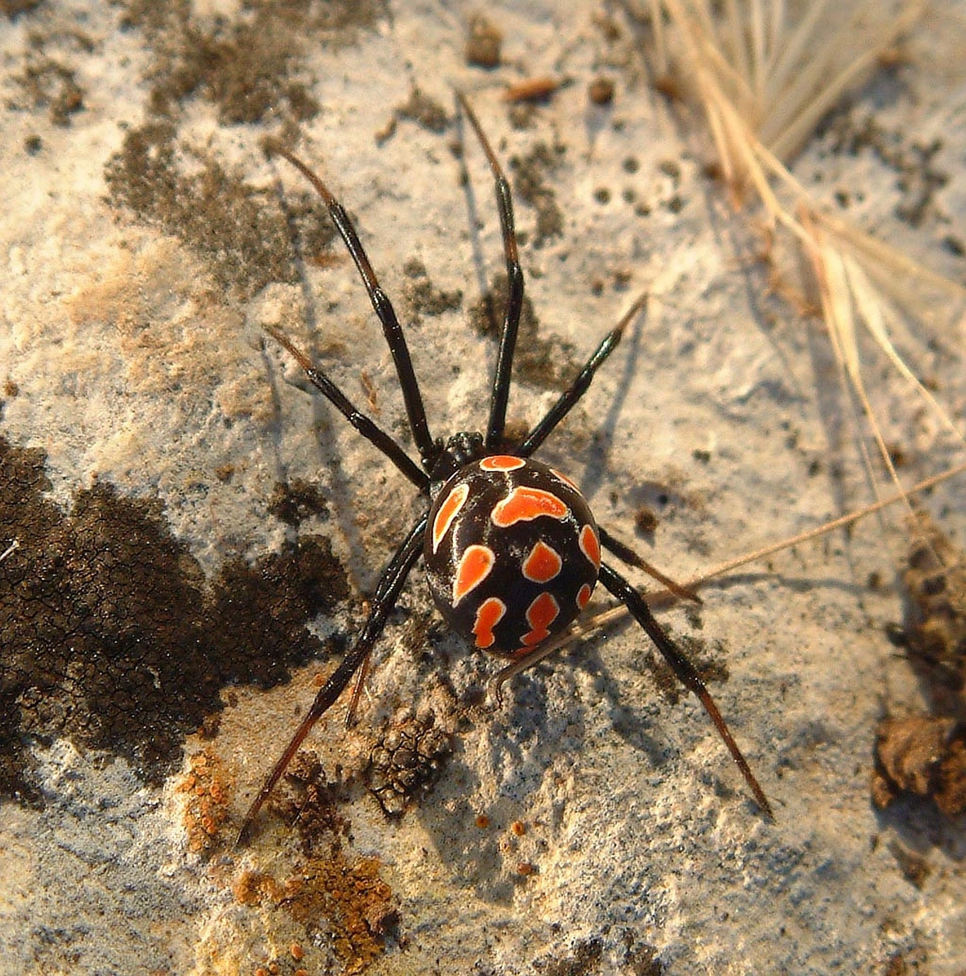 Black Widow Spider (Latrodectus mactans)